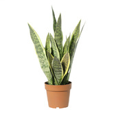 High St. 70cm Potted Faux Snake Plant