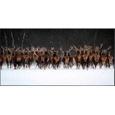 Belle Avenue Herd Run Framed Canvas