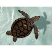 Arthouse Collective Love Turtle Printed Wall Art