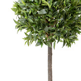 pollen &amp; fauna 125cm Potted Faux Bay Leaf Tree