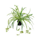 pollen &amp; fauna 45cm Potted Faux Spider Plant
