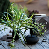 pollen &amp; fauna 45cm Potted Faux Spider Plant