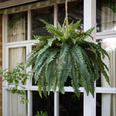 pollen &amp; fauna 88cm Potted Faux Hanging Boston Fern Plant
