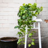 pollen &amp; fauna 104cm Potted Faux Hanging Pothos Bush