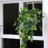pollen &amp; fauna 98cm Potted Faux Hanging English Ivy Plant