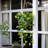 pollen &amp; fauna 104cm Potted Faux Hanging Pothos Bush
