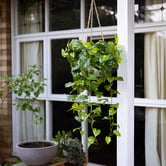 pollen &amp; fauna 104cm Potted Faux Hanging Pothos Bush