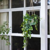 pollen &amp; fauna 98cm Potted Faux Hanging English Ivy Plant
