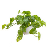 pollen &amp; fauna 32cm Potted Faux Pothos Plant in Ceramic Pot