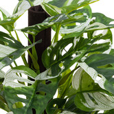 pollen &amp; fauna 46cm Potted Faux Monstera Adansonia on Pole
