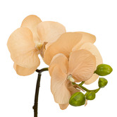 pollen &amp; fauna 32cm Apricot Faux Orchid Flower in Glass Pot