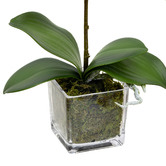 pollen &amp; fauna 32cm Apricot Faux Orchid Flower in Glass Pot