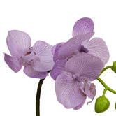 pollen &amp; fauna 32cm Lavender Faux Orchid Flower in Glass Pot