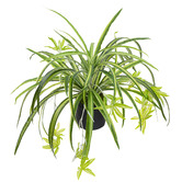 pollen &amp; fauna 45cm Potted Faux Spider Plant