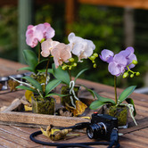 pollen &amp; fauna 32cm Apricot Faux Orchid Flower in Glass Pot