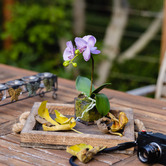 pollen &amp; fauna 32cm Lavender Faux Orchid Flower in Glass Pot