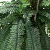 pollen &amp; fauna 88cm Potted Faux Hanging Boston Fern Plant