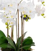 pollen &amp; fauna 55cm Faux Phal Orchid with Ceramic Pot