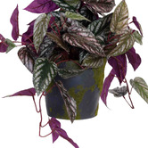 pollen &amp; fauna 68cm Potted Faux Cissus Discolour Plant on Pole