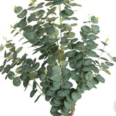 pollen &amp; fauna 150cm Potted Faux True Blue Eucalyptus Plant