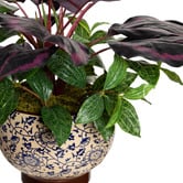 pollen &amp; fauna 50cm Potted Faux Calathea Bush Plant