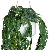 pollen &amp; fauna 113cm Potted Faux Hanging Adason's Monstera Plant
