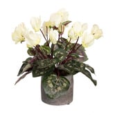 pollen &amp; fauna 34cm Cream Potted Faux Cyclamen Plant