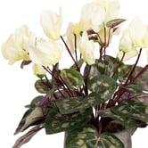 pollen &amp; fauna 34cm Cream Potted Faux Cyclamen Plant