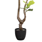 pollen &amp; fauna 195cm Potted Faux Fiddle Leaf Tree