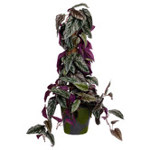 pollen &amp; fauna 68cm Potted Faux Cissus Discolour Plant on Pole