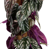 pollen &amp; fauna 68cm Potted Faux Cissus Discolour Plant on Pole