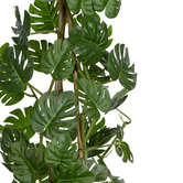 pollen &amp; fauna 62cm Climbing Selloum Philo in Pot