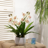 pollen &amp; fauna 43cm Cream Potted Faux Cymbidium Plant