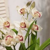 pollen &amp; fauna 43cm Cream Potted Faux Cymbidium Plant