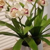 pollen &amp; fauna 43cm Cream Potted Faux Cymbidium Plant