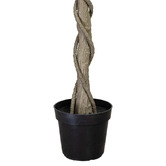 pollen &amp; fauna 240cm Potted Faux Ficus Tree