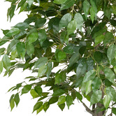pollen &amp; fauna 240cm Potted Faux Ficus Tree
