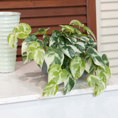 pollen &amp; fauna 18cm Potted Faux Pothos Plant