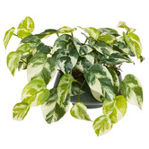 pollen &amp; fauna 18cm Potted Faux Pothos Plant