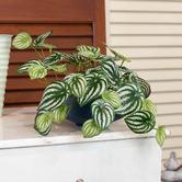 pollen &amp; fauna 18cm Potted Faux Watermelon Peperomia Plant