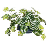 pollen &amp; fauna 18cm Potted Faux Watermelon Peperomia Plant