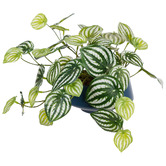 pollen &amp; fauna 18cm Potted Faux Watermelon Peperomia Plant