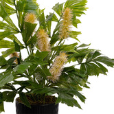 pollen &amp; fauna 60cm Potted Faux Fishtail Palm Plant