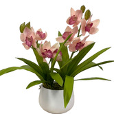 pollen &amp; fauna 43cm Cream Potted Faux Cymbidium Plant