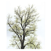 Printhouse Collective 3 Piece Foliage &amp; Feathers Canvas Wall Art Set