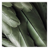 Printhouse Collective 3 Piece Foliage &amp; Feathers Canvas Wall Art Set