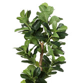 Oakleigh Home 180cm Potted Faux Fig Tree