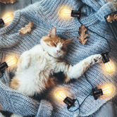 Oakleigh Home Emitto Ceacill Festoon Lights
