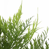 Oakleigh Home 65cm Potted Faux Silver Birch Plant