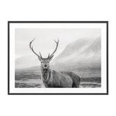 Le Concept Art Wild Stag Framed Print
